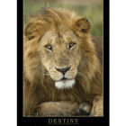 Destiny Motivational Poster with Lion